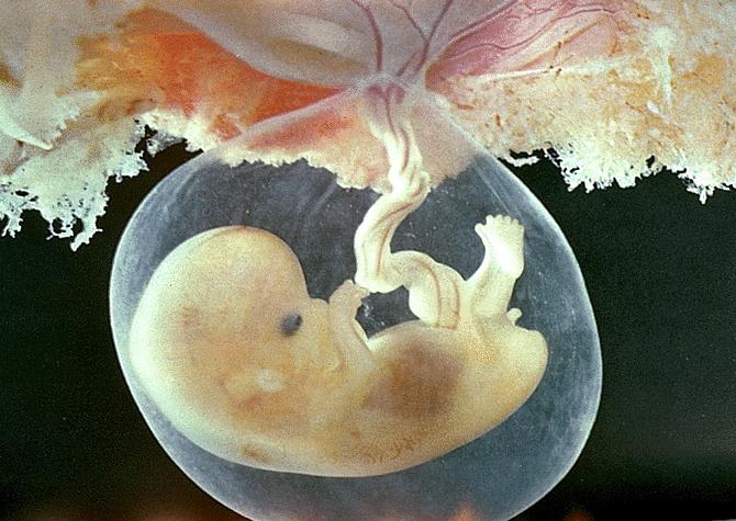 В США отменили запрет на государственную поддержку исследований эмбрионов