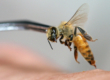 Апипунктура (лечение укусами пчел)