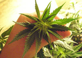 Мутация марихуаны как долго устанавливается браузер тор hidra