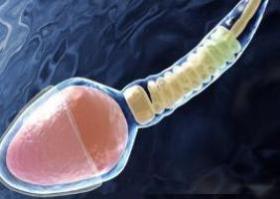 Ученые создали сперматозоид в пробирке