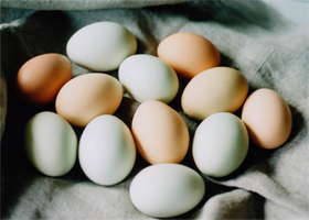 Ежедневное потребление яиц не провоцирует сердечных приступов