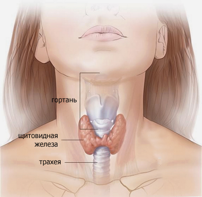 Фото, где находится щитовидная железа у женщин и мужчин