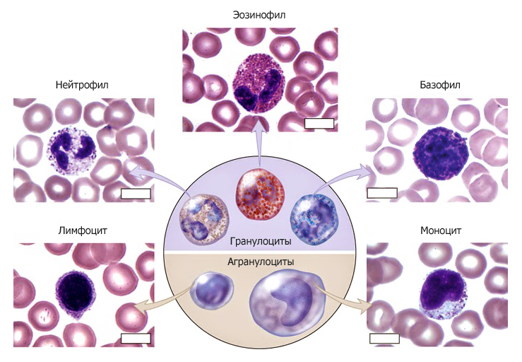 Классификация лейкоцитов по группам