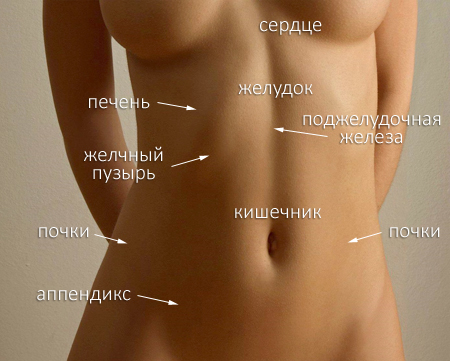 Расположение органов в брюшной полости