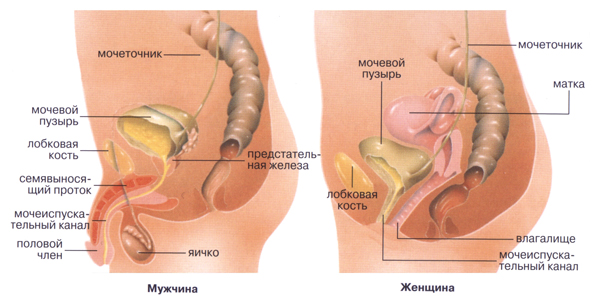 Строение мочеполовой системы у мужчин и женщин