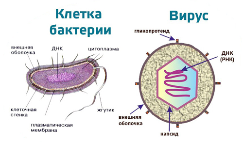 Строение бактерии и вируса