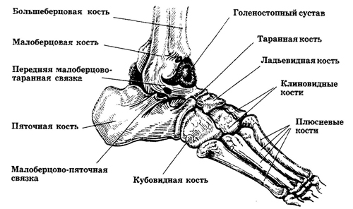 Устройство костей стопы