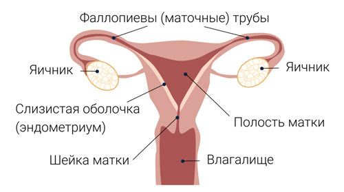 Строение женской половой системы