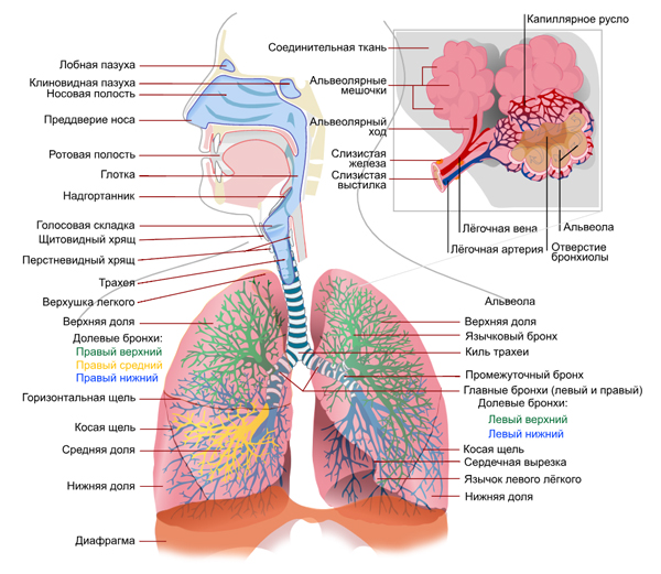 Строение дыхательной системы