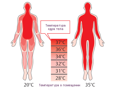 Температурные зоны тела