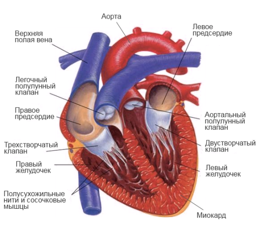 Функциональная кардиопатия у детей код мкб