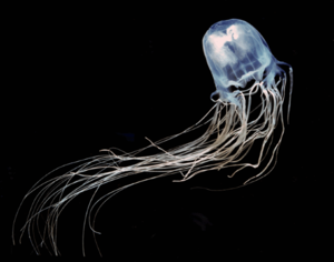 Укус медузы: как выглядит, опасен ли, симптомы, возможная реакция организма. Можно ли умереть от укуса медузы?