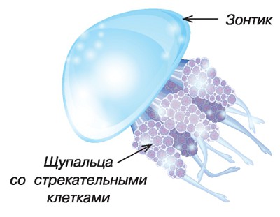 Медуза попала в глаза лечение