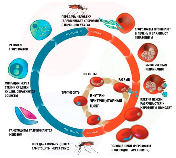 Механизм передачи малярии