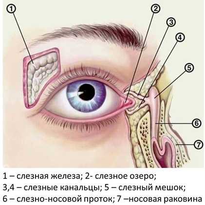 Воспаление канала в глазу лечение thumbnail