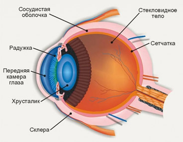 Стекловидное тело глаза хирургическое лечение thumbnail