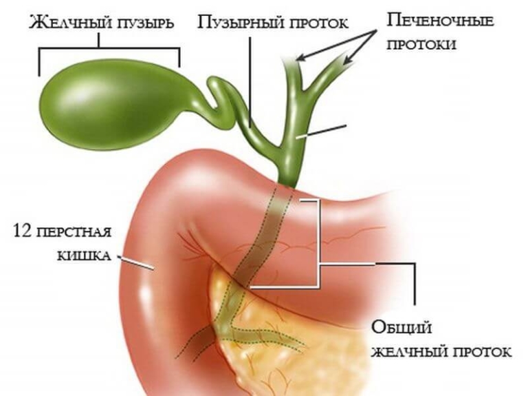 Стенки желчных протоков уплотнены