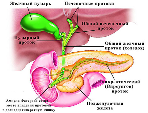 Рак поджелудочной железы