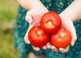 Потребление томатов положительно влияет на легкие