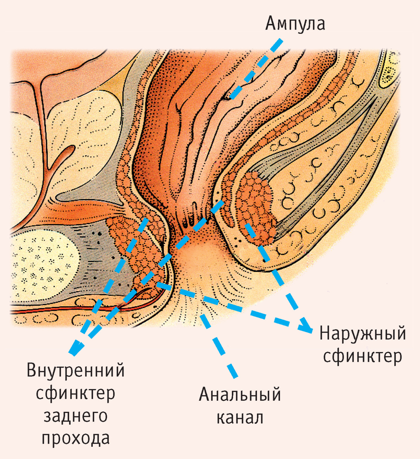 Анатомия анального канала