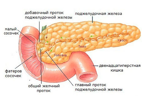Липоматоз поджелудочной железы