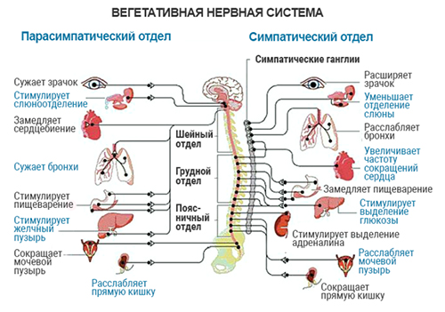 Нейроциркуляторная дистония