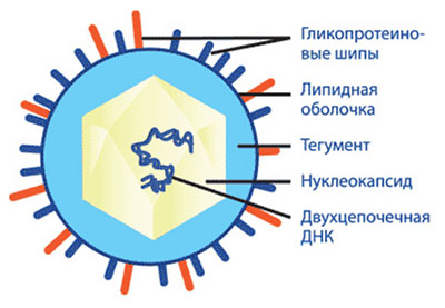 Опоясывающий лишай (герпес Зостер)