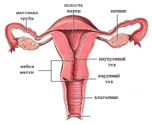Эктопия шейки матки (эндоцервикоз)