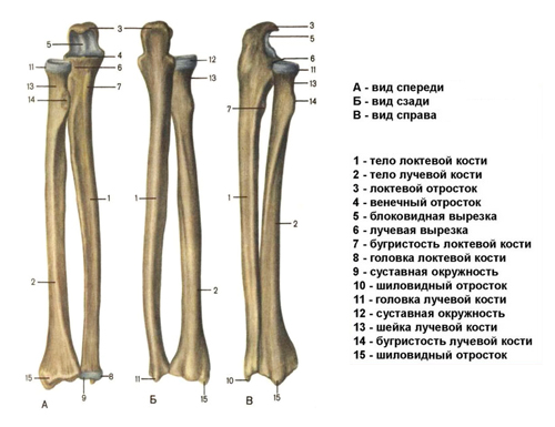 Строение лучевой и локтевой костей в правом предплечье