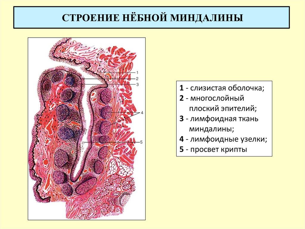 Гланды строение схема