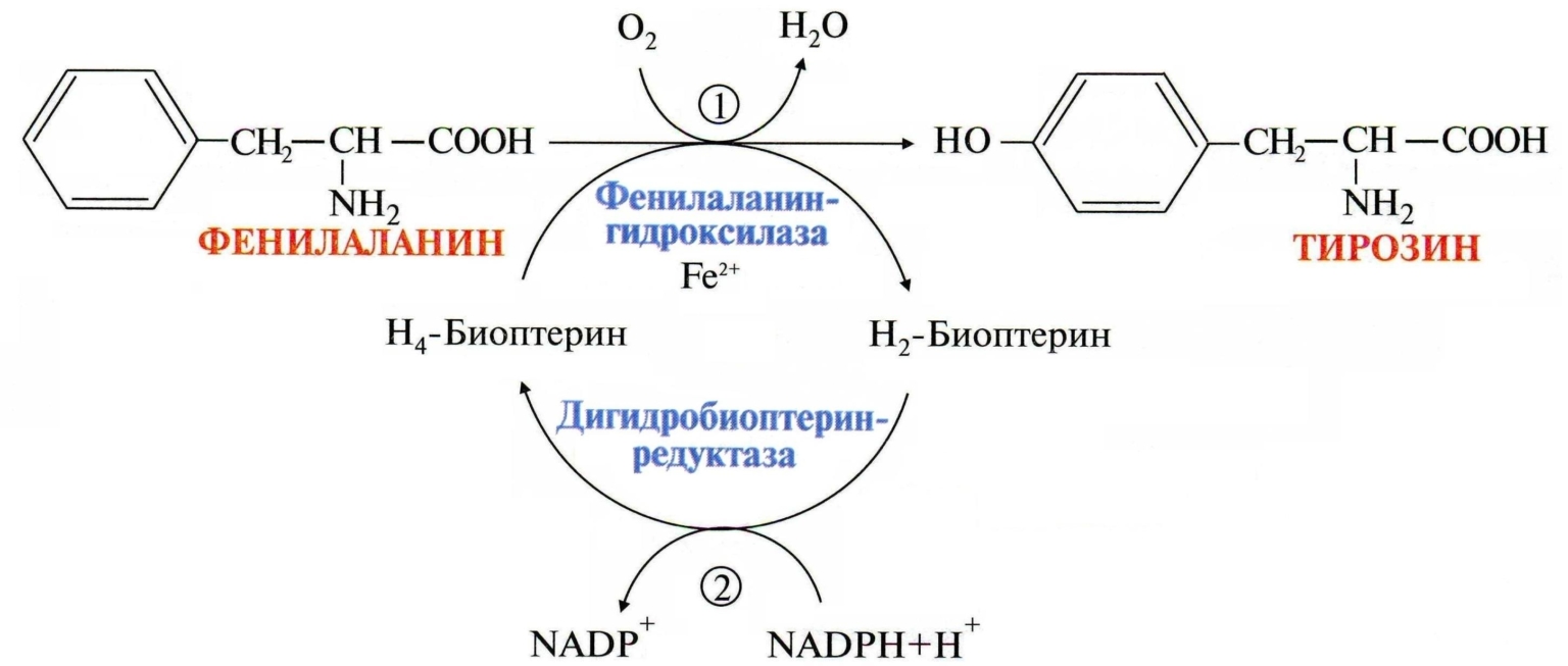 Фенилкетонурия: что это за заболевание, симптомы и лечение - Medside.ru