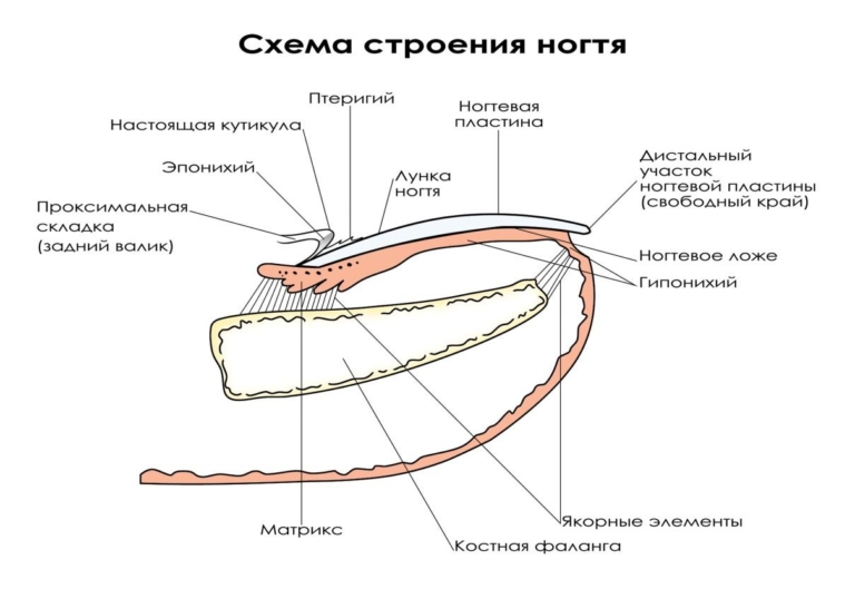 Птеригий на ногтях: симптомы, профилактика и лечение - Medside.ru