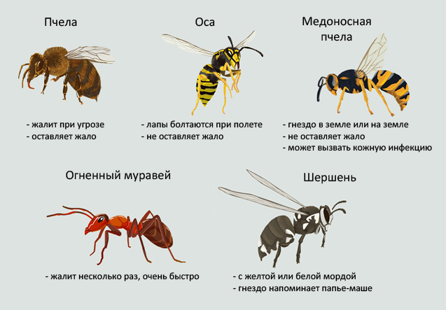 Определение укусившего насекомого