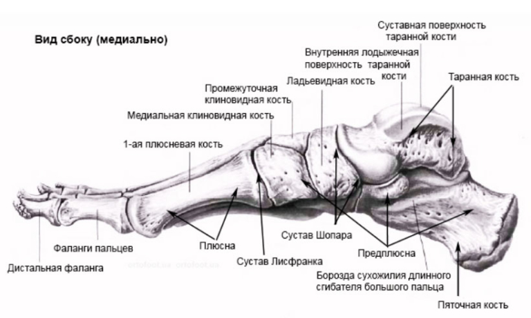 Ушиб и перелом пальца на ноге: симптомы. Что делать при переломе ...