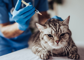 Вакцину против ВИЧ успешно испытали на животных