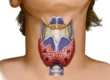 Узлы в щитовидной железе