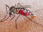 Малярийный плазмодий и малярийный комар