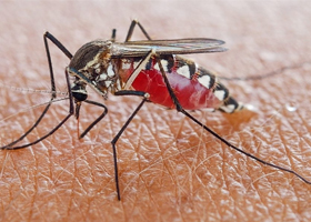 Малярийный плазмодий и малярийный комар