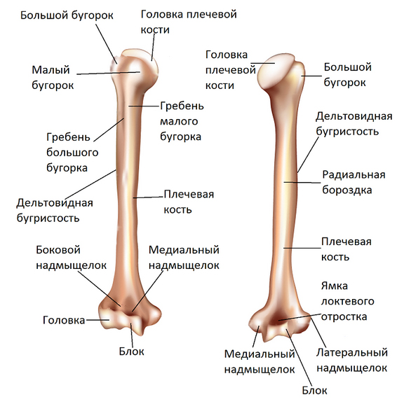 Перелом плечевой кости