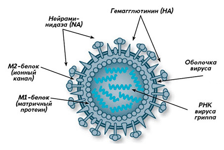 Структура вируса A(H1N1)
