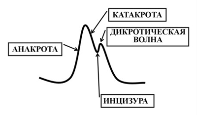 Структура волны на реоэнцефалографии