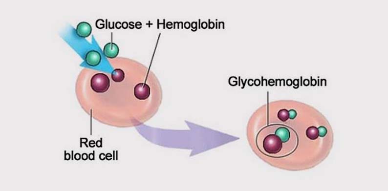 Анализ на гликированный гемоглобин