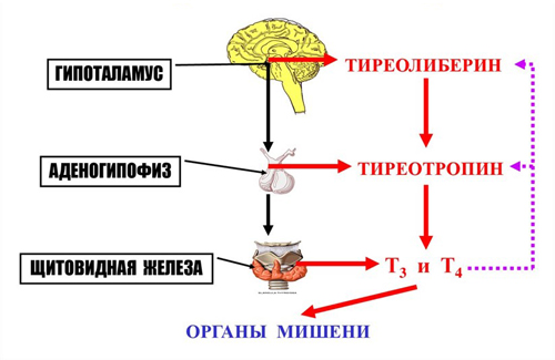 Гипоталамо-аденогипофизарно-тиреоидная ось