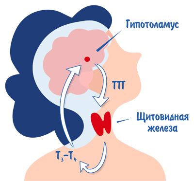Схема регуляции гормонов щитовидной железы
