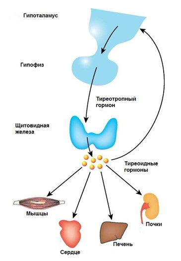 Схема выделения тиреотропного гормона