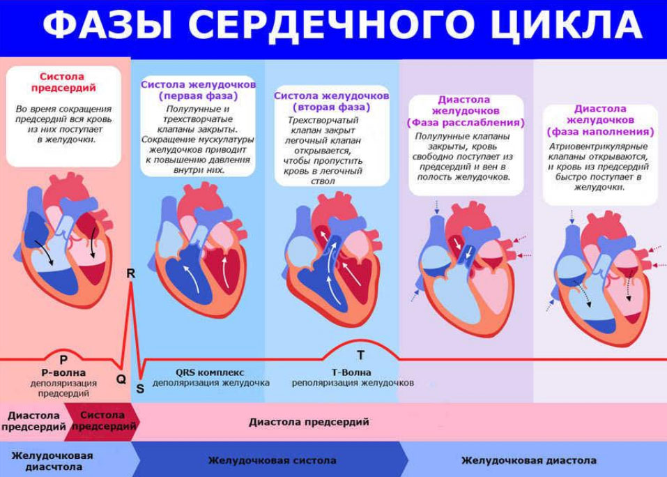 Фазы сердечного цикла. Фазы сердечного цикла ЕГЭ. Фазы сердечной деятельности. Фаза сердечного цикла фаза. Пассивное наполнение сердца кровью фаза сердечного цикла