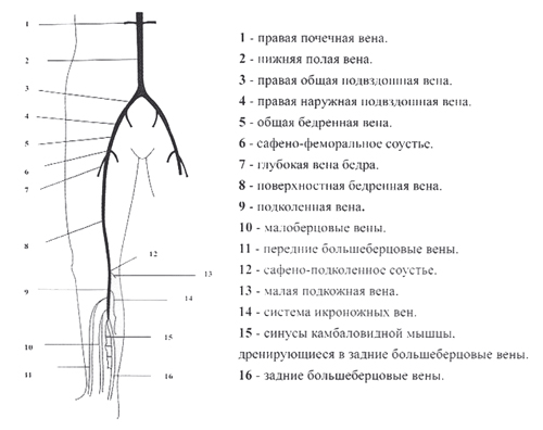 Анатомия глубоких вен нижних конечностей