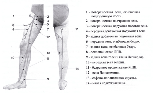 Анатомия поверхностных вен нижних конечностей