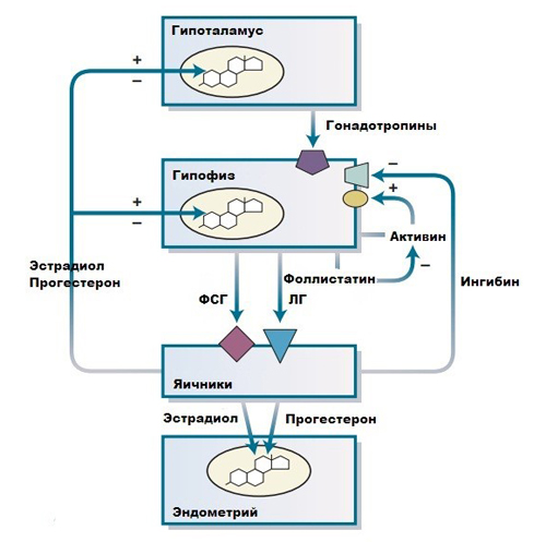 Эндокринное взаимодействие репродуктивной системы