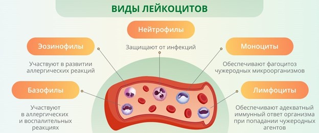 Виды лейкоцитов